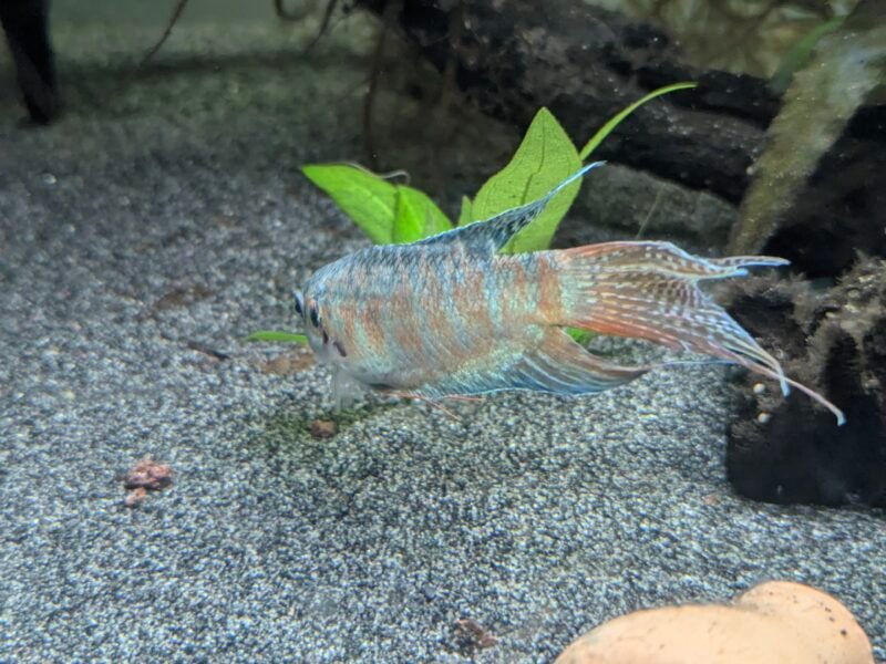 Macropodus opercularis