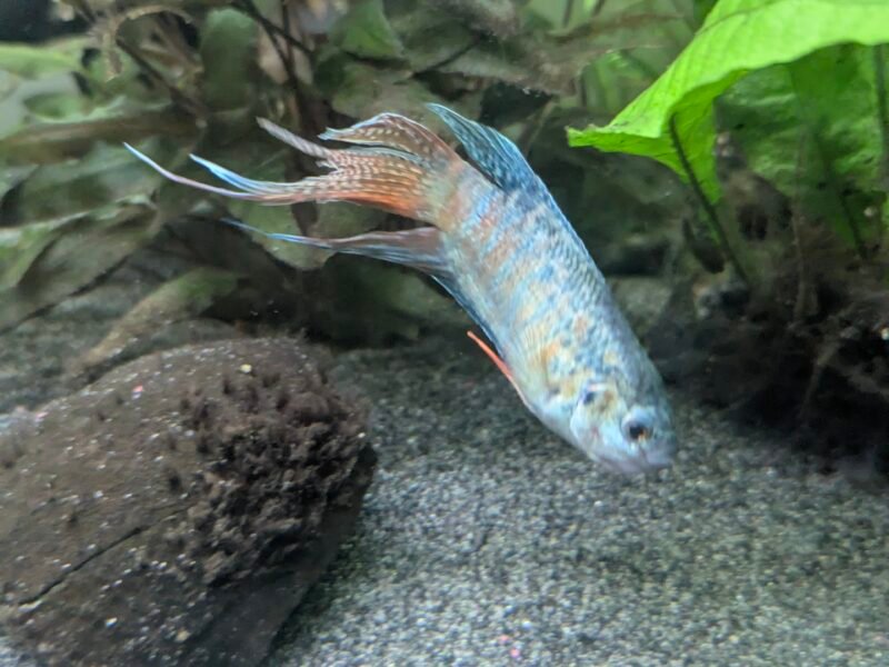 Macropodus opercularis