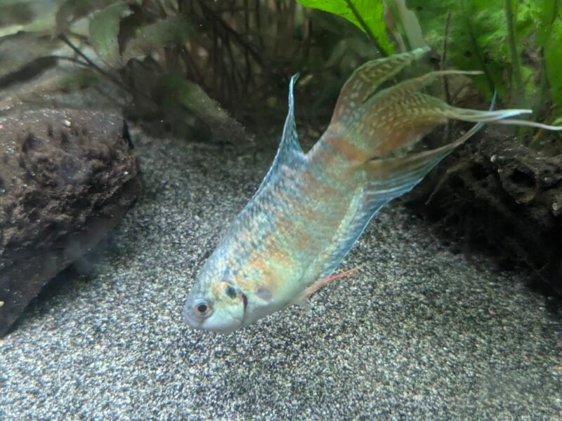 Macropodus opercularis