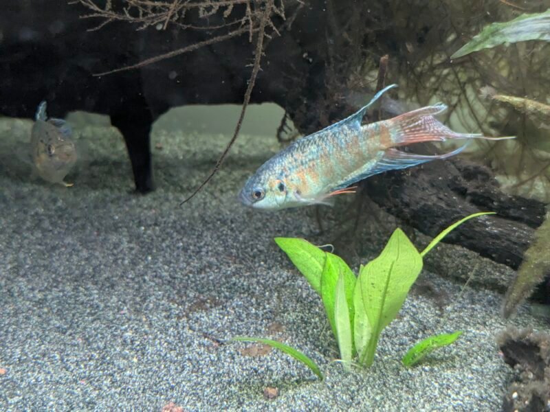 Macropodus opercularis