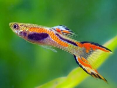 Guppy Endler