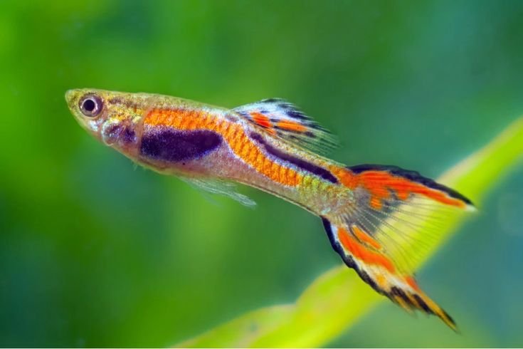 Guppy Endler