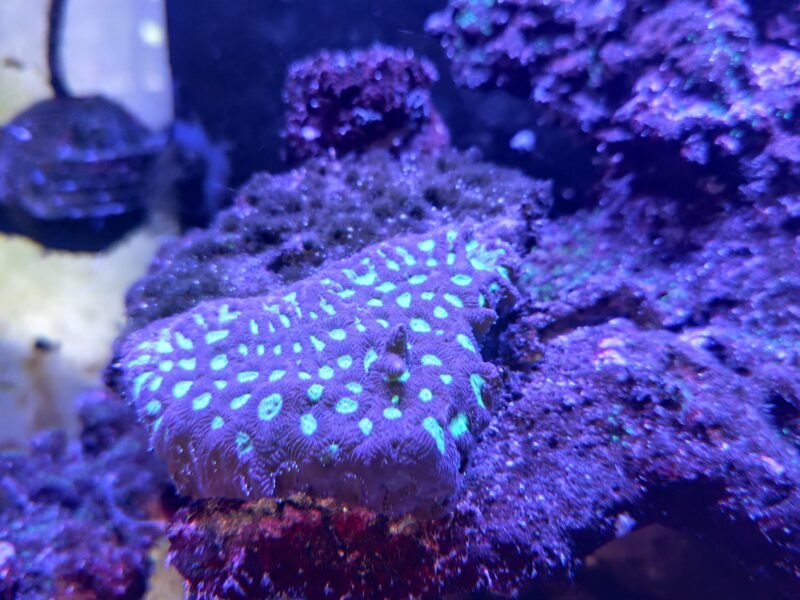 Aquarium marin