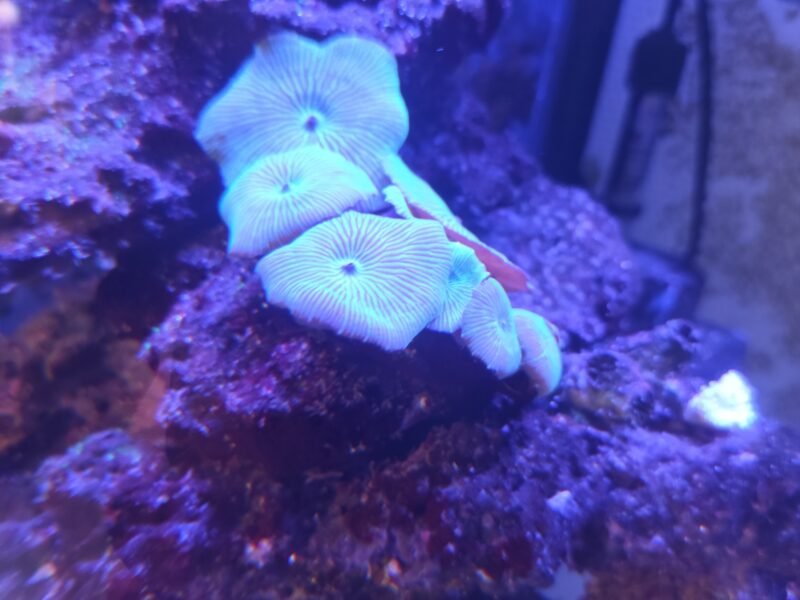 Aquarium marin