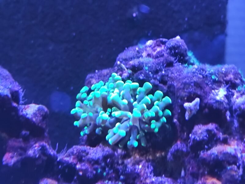 Aquarium marin