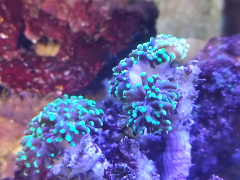 Aquarium marin