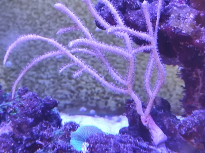 Aquarium marin