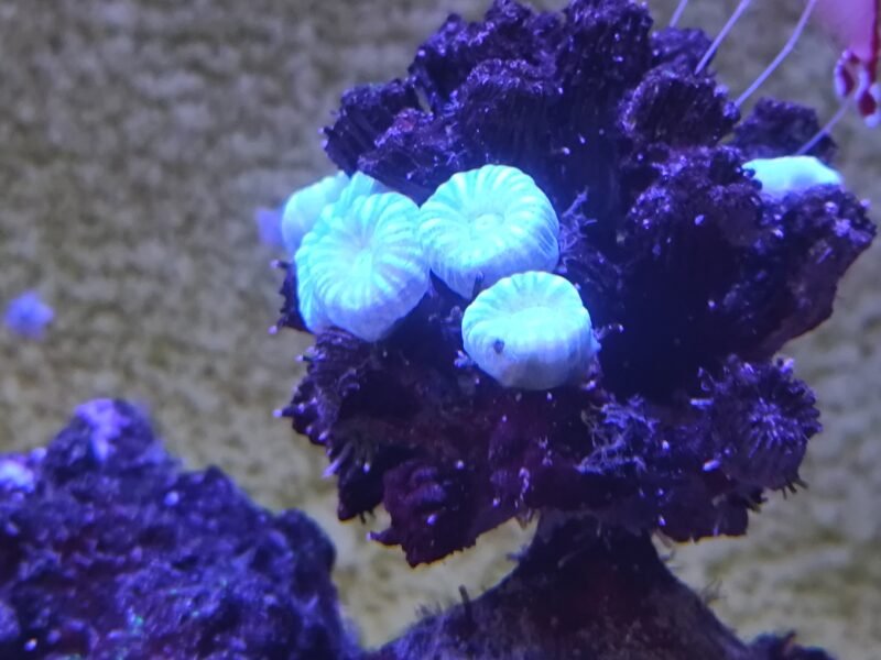 Aquarium marin