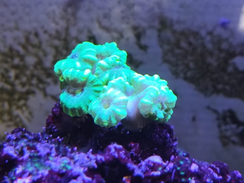Aquarium marin