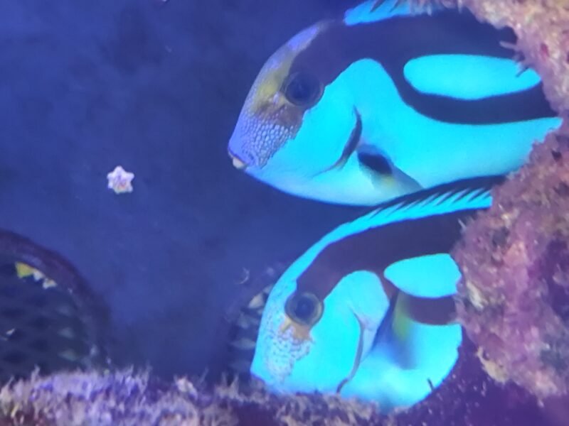 Aquarium marin