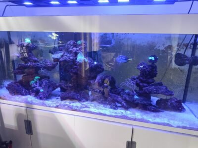 Aquarium marin