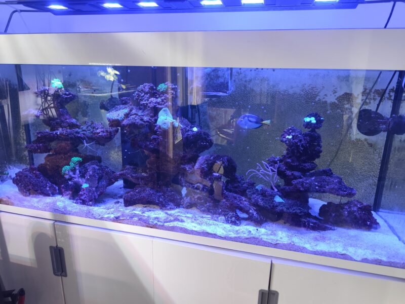 Aquarium marin