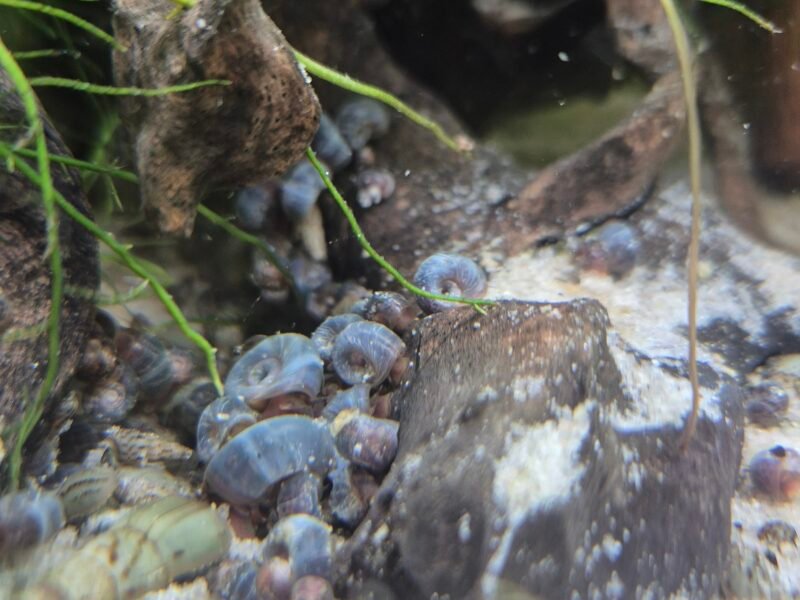 Planorbe bleu