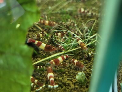 Caridina Red wine