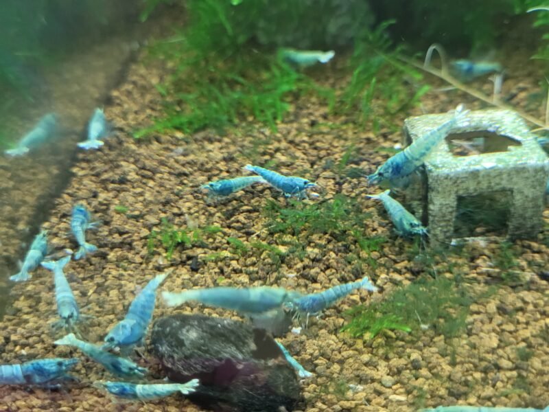 Caridina blue bolt