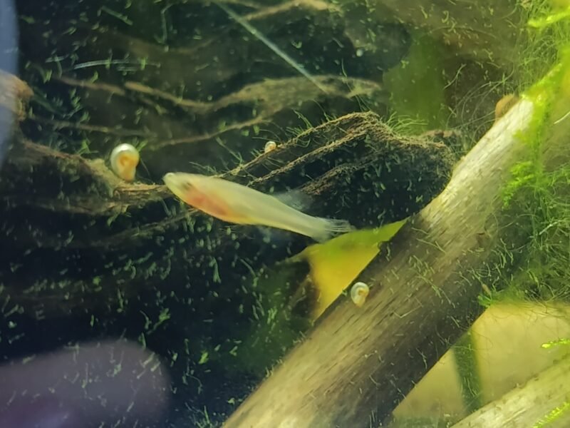 Fundulopanchax gardneri