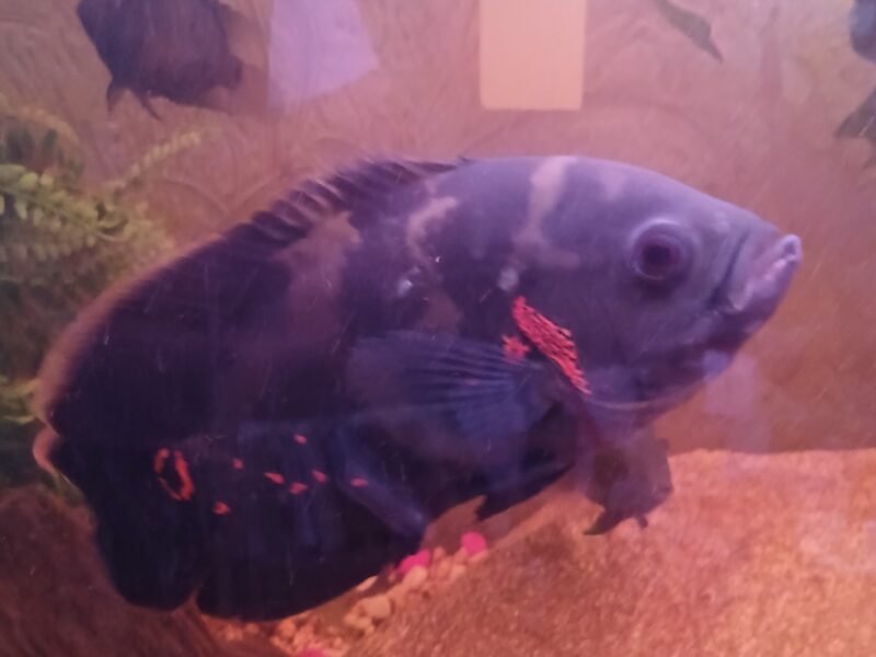 2 oscars