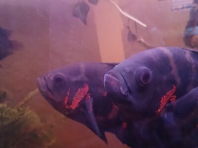 2 oscars