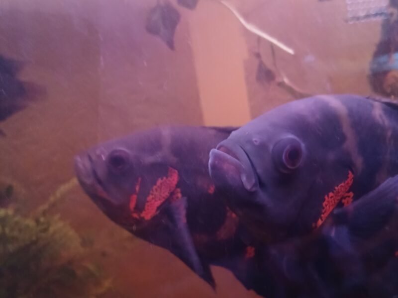 2 oscars