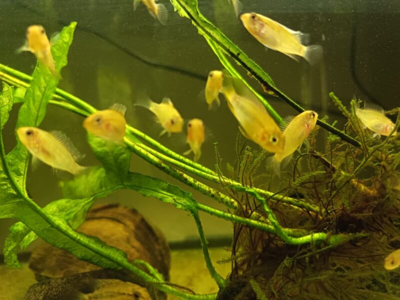 Vend jeunes apistogramma Macmasteri