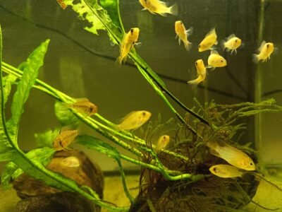 Vend jeunes apistogramma Macmasteri