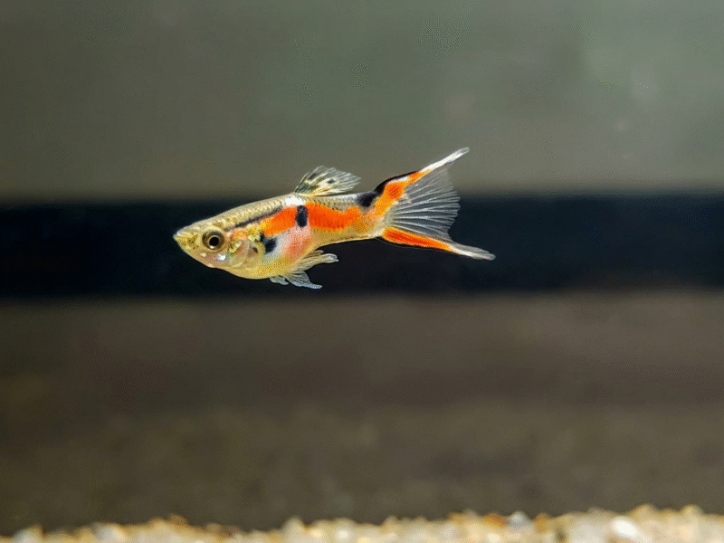 Lot de 10 mâles Guppy endler +1 offert