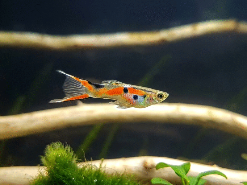 Lot de 10 mâles Guppy endler +1 offert