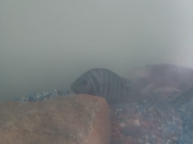 Nigrofasciata