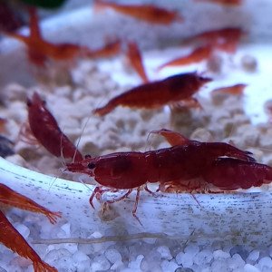 CREVETTES BLOODY MARY NEOCARIDINA
