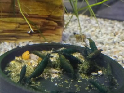 CREVETTES HULK ORANGE NEOCARIDINA