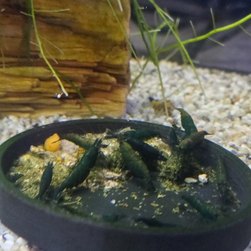 CREVETTES HULK ORANGE NEOCARIDINA