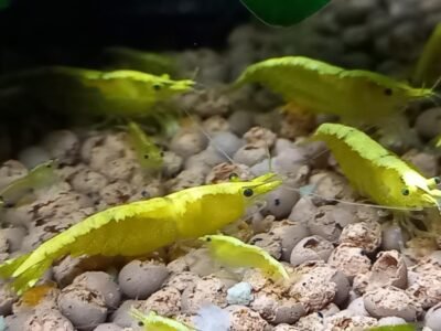 CREVETTES YELLOWS NEON NEOCARIDINA