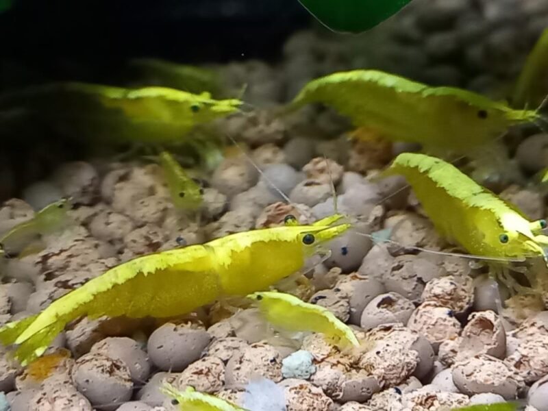 CREVETTES YELLOWS NEON NEOCARIDINA