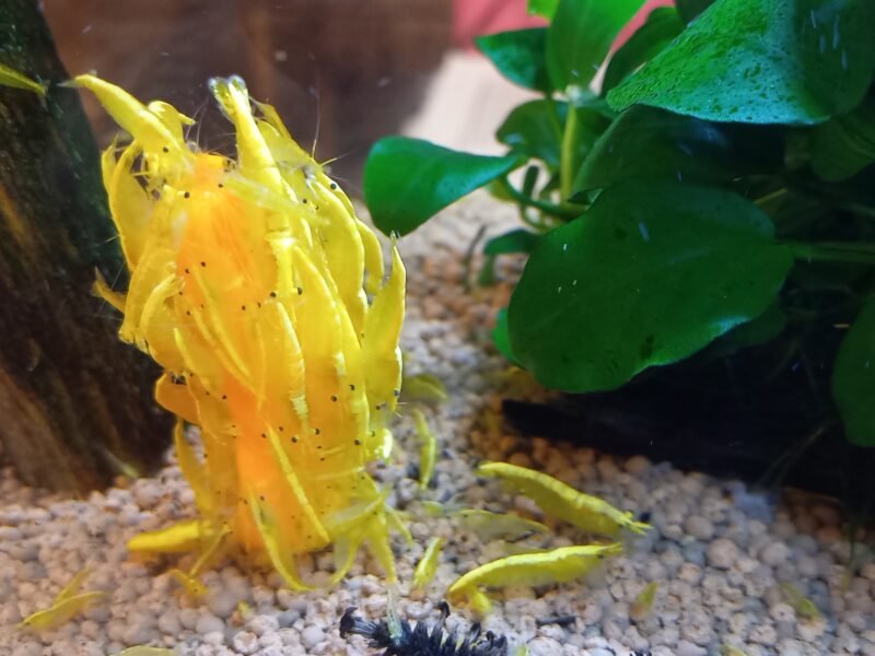 CREVETTES YELLOWS NEON NEOCARIDINA