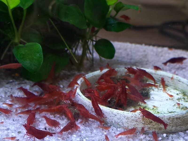 CREVETTES BLOODY MARY NEOCARIDINA
