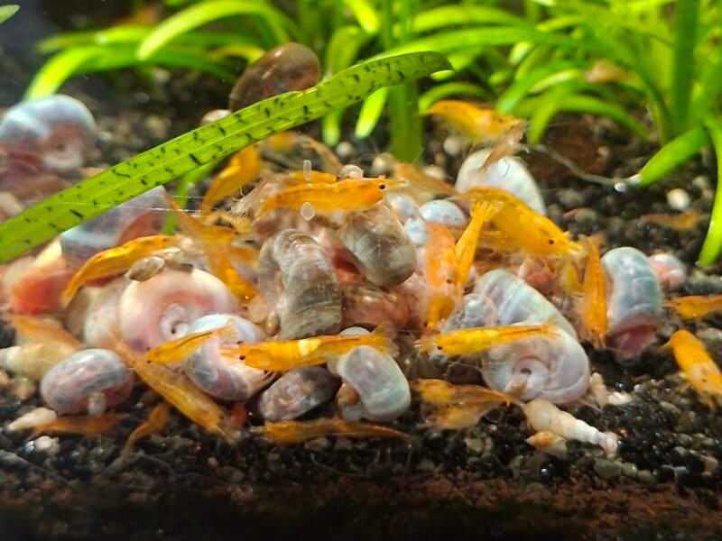 Lot de 10+1 Crevettes Neocaridina orange