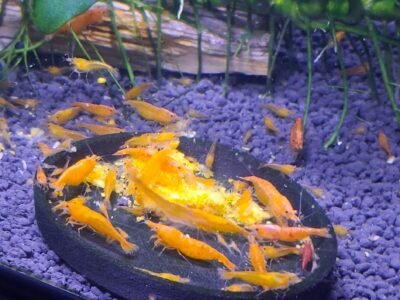 CREVETTES ORANGE FIRE NEOCARIDINA