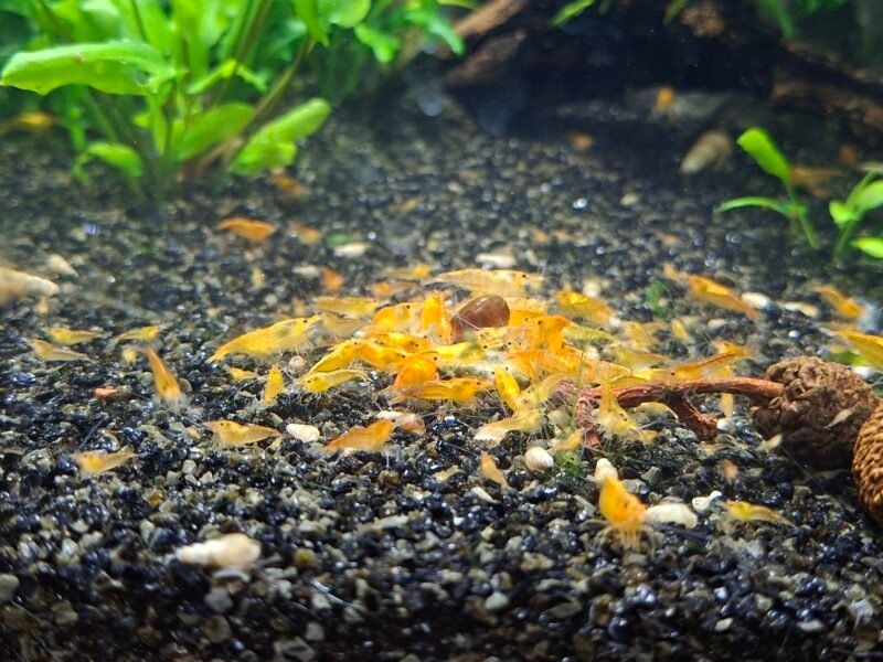 Lot de 10+1 Crevettes Neocaridina orange