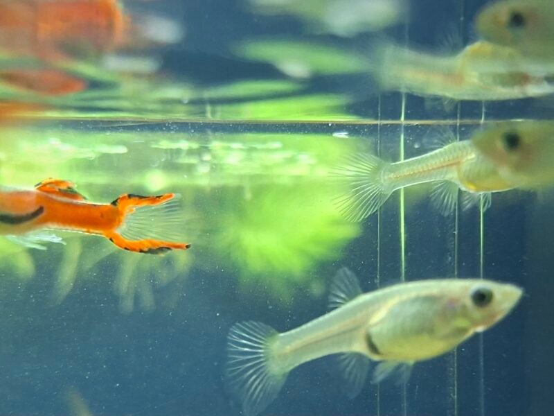 lot de 10 Guppy endler red scarlet (4M+6F)