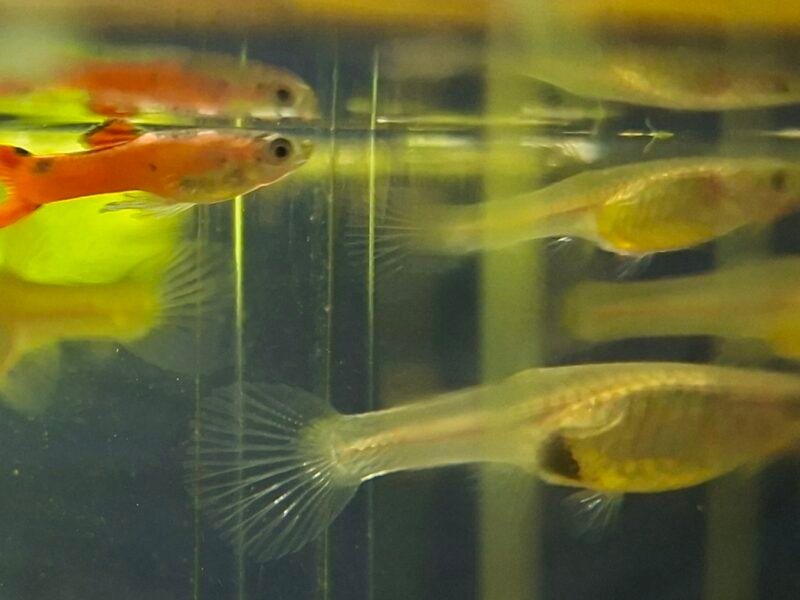 lot de 10 Guppy endler red scarlet (4M+6F)
