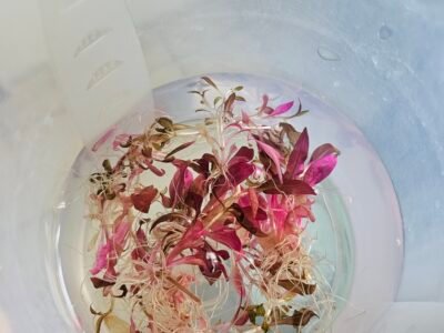 Alternanthera reineckii Mini