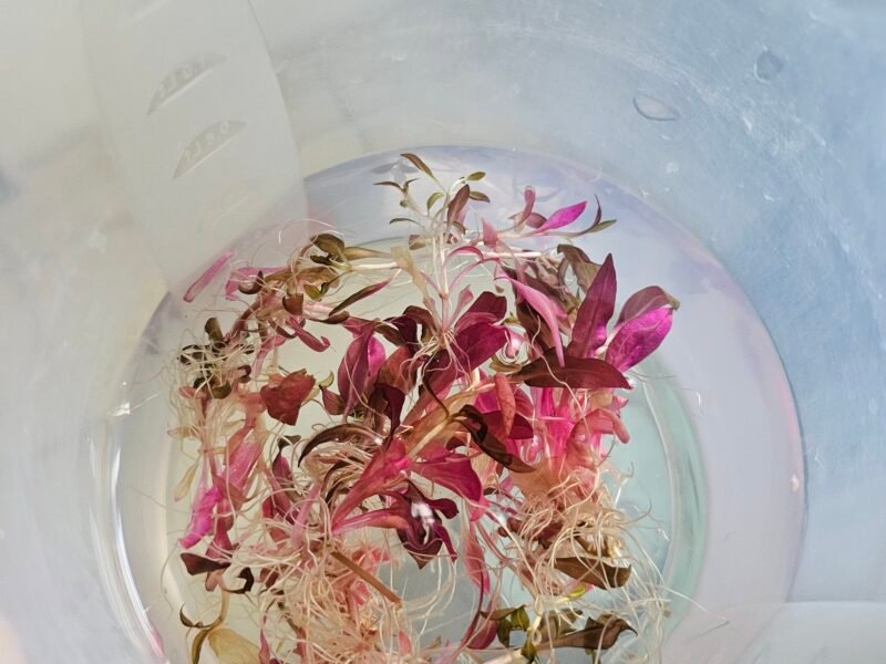 Alternanthera reineckii Mini