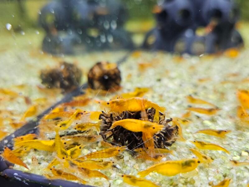 Neocaridina orange sunkist