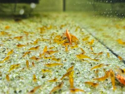 Neocaridina orange sunkist