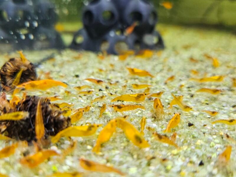 Neocaridina orange sunkist