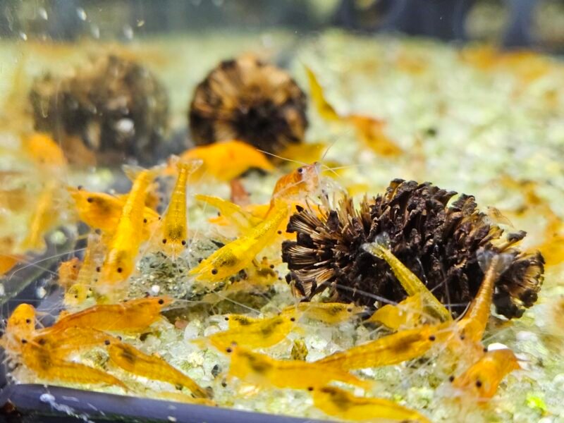 Neocaridina orange sunkist