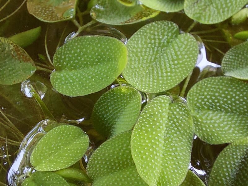 Salvinia minima/Phyllanthus fluitans