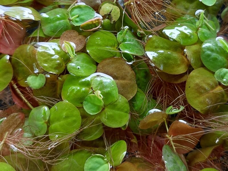 Salvinia minima/Phyllanthus fluitans