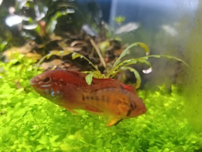 Apistogramma vieijita
