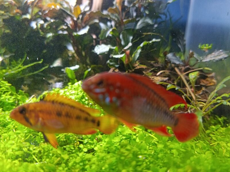 Apistogramma vieijita